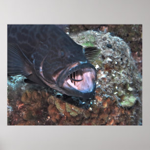 Poster Grouper Oral Hygiene