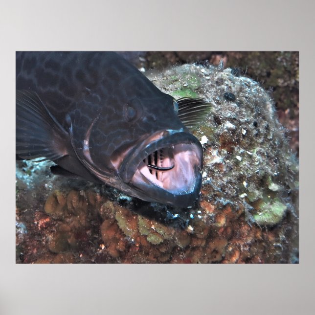 Poster Grouper Oral Hygiene (Frente)