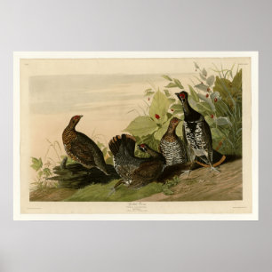 Poster Grous Destaques