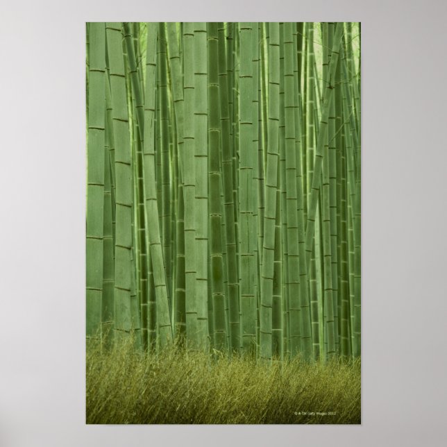 Pôster Grove de bambu (Frente)