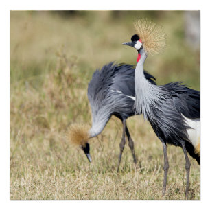 Pôster Gruas em Masai Mara