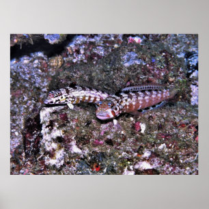 Poster Grubfish Pair