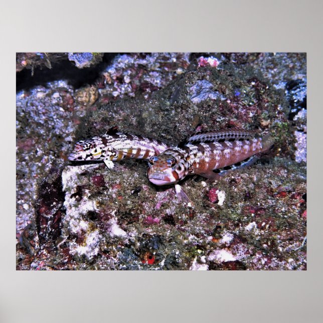 Poster Grubfish Pair (Frente)