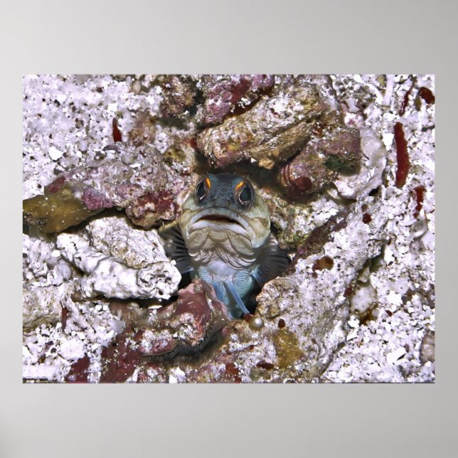 Poster Grumpy Jawfish (Frente)