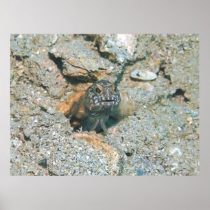 Poster Grumpy Jawfish