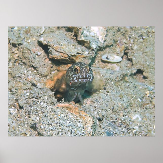 Poster Grumpy Jawfish (Frente)