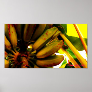 Poster Grupo da banana