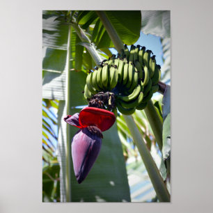 Pôster Grupo da banana e haste de flor