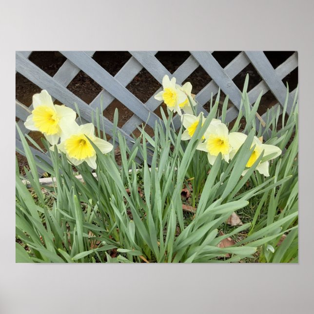 Poster Grupo de Daffodils (Frente)