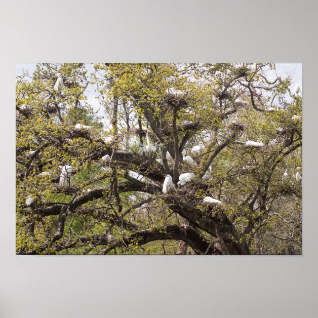 Pôster grupo de egretos (Frente)