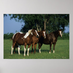 Poster Grupo de estar dos cavalos da pintura