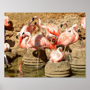 Poster Grupo de flamingos e ninhos em Camargue