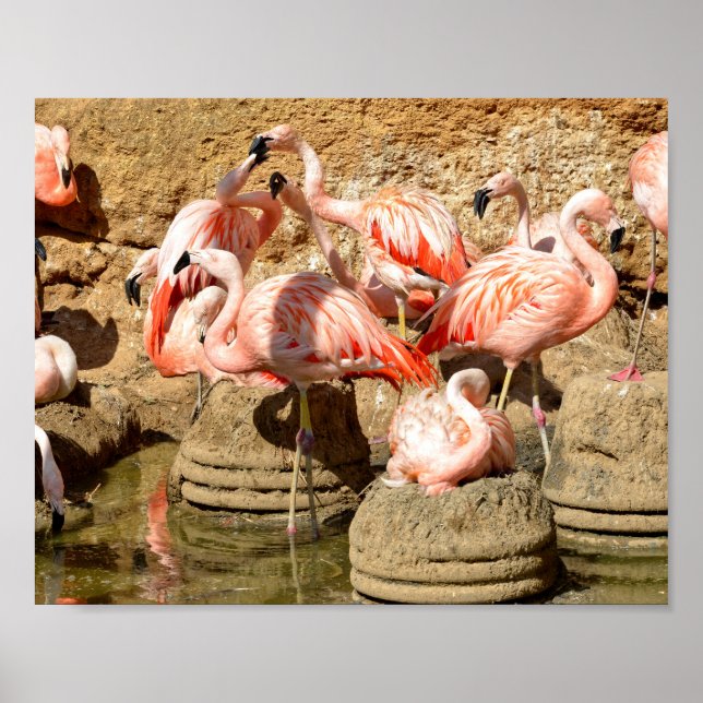 Poster Grupo de flamingos e ninhos em Camargue (Frente)
