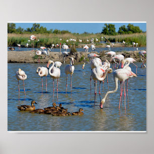 Poster Grupo de flamingos e Patos em Camargue