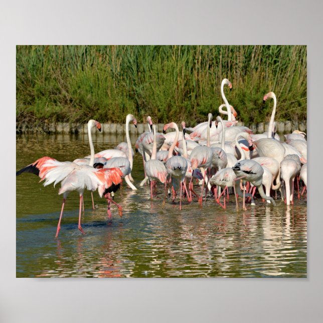 Poster Grupo de flamingos em Camargue (Frente)