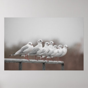 Poster Grupo de gaivotas