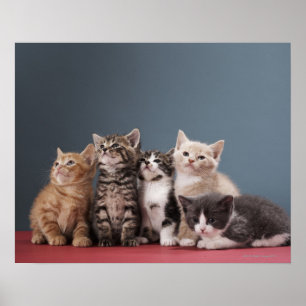 Pôster Grupo de gatinhos
