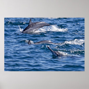 Poster Grupo de golfinhos-de-gargalo - Omã