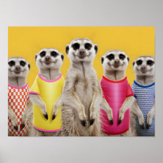 Poster Grupo de Meerkat Vibrante em Saídas de Na moda