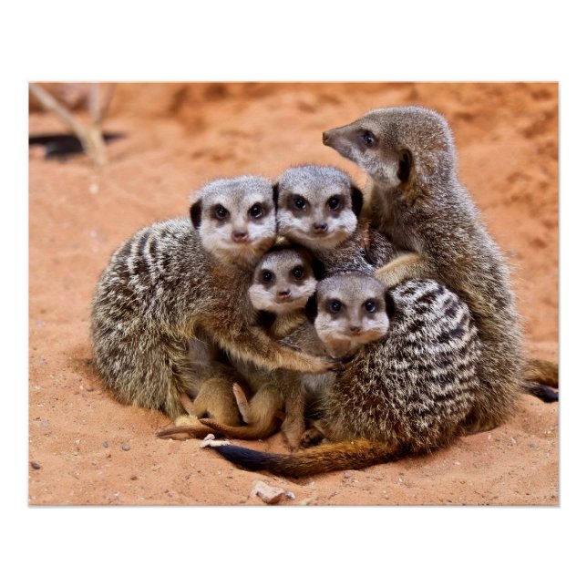 Pôster Grupo de Meerkats (Frente)