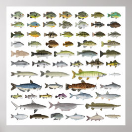 Poster Grupo de Peixes Águas frescas da América do Norte