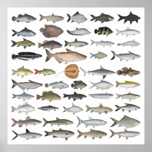 Poster Grupo de Peixes Águas frescas do Sudeste Asiátic
