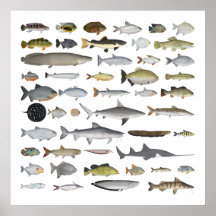 Grupo de Peixes da Bacia Hidrográfica do Amazonas