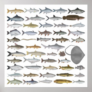 Poster Grupo de Peixes de Água Doce da Ásia do Sul