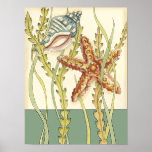 Pôster Grupo de Shell Multicolores