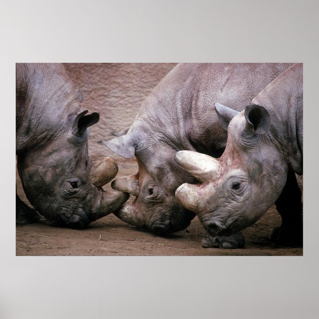 Poster Grupo Rhino (Frente)