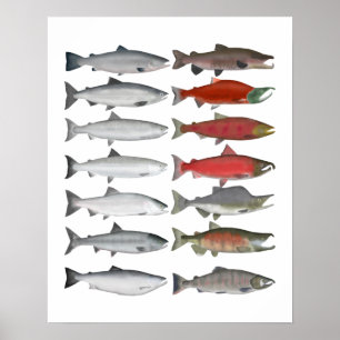 Poster Grupo Salmon