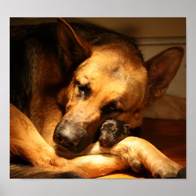 Pôster GSD Love (Frente)