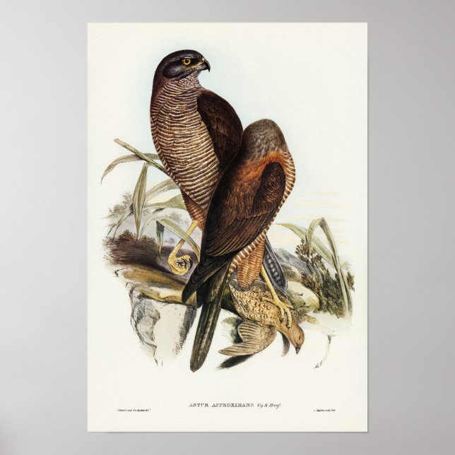 Poster Gshawk australiano por Elizabeth Gould (Frente)