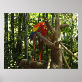 Poster Guacamayo 7 cores / Scarlet Macaw