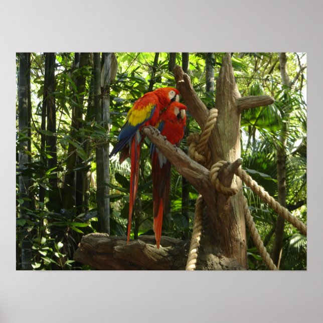 Poster Guacamayo 7 cores / Scarlet Macaw (Frente)