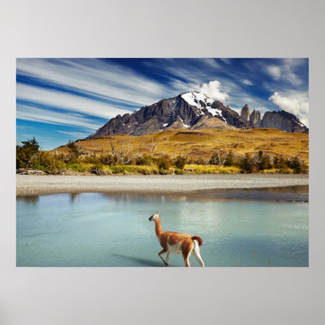 Poster Guanaco crossing the river in Torres del Paine (Frente)