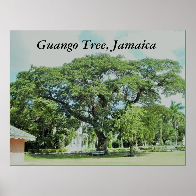 Pôster Guango Tree, Jamaica (Frente)