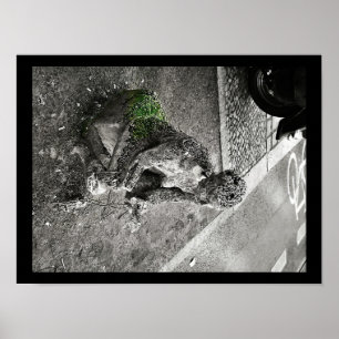 Poster Guarda