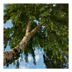 Pôster guarda-chuva de pássaro