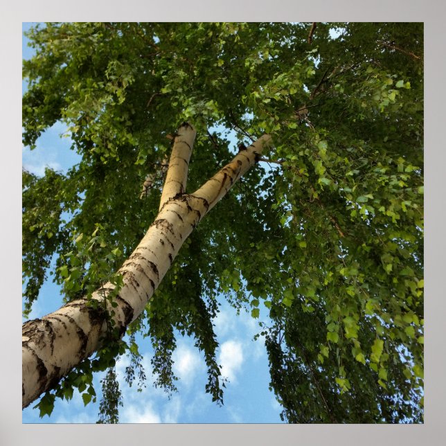 Pôster guarda-chuva de pássaro (Frente)