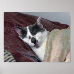Poster Guarda de Gatos