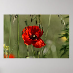 Pôster Guarda de Poppies