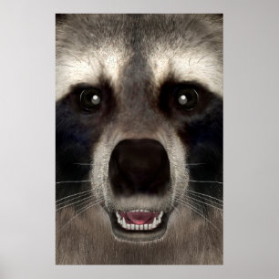 Poster Guaxinim