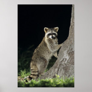Pôster Guaxinim do norte, lotor do Procyon, adulto na