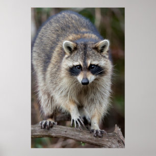 Poster Guaxinim, Procyon lotor, Flórida, EUA 2