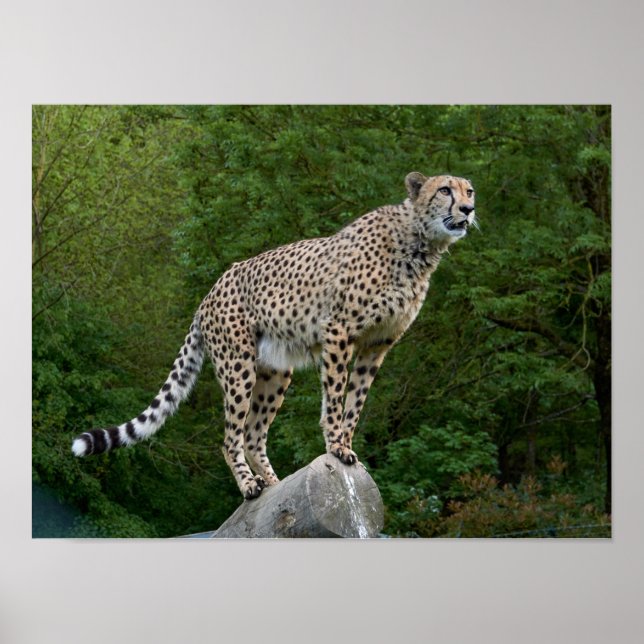Poster Guepardo (Frente)
