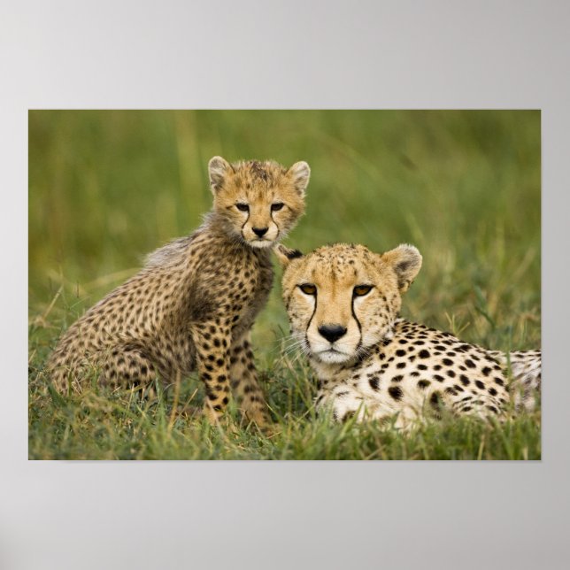 Pôster Guepardo, Acinonyx jubatus, com filhote (Frente)