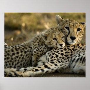 Pôster Guepardo, Acinonyx jubatus, com filhote no Masai 2