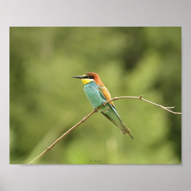 Poster guêpier d'europe (Frente)