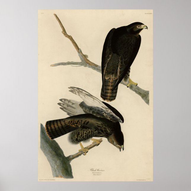Poster Guerreiro Negro (Falcão de cauda vermelha) de Aves (Frente)